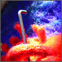poke art thumbnail 2